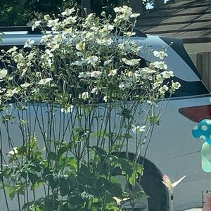 Meet your Posher, Joanne